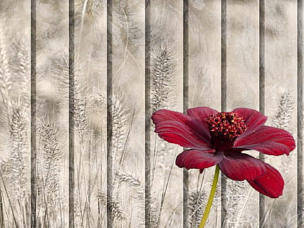 rot, Zinniablume, Nahansicht, Fotografie, Stillleben, Textur, Hintergrund, Muster, Blume, Schokoladenblume, Kosmos atrosanguineus, Gräser, Grußkarte, blühende Pflanze, Pflanze, Frische, Zerbrechlichkeit, Verletzlichkeit, Schönheit in der Natur, Blütenblatt, Wachstum, Natur, Blütenkopf, keine Leute, Holz - Material, Wandbau - Funktion, Blütenstand, Tag, draußen, kastanienbraun, 1080P, CC0, gemeinfrei, lizenzfrei