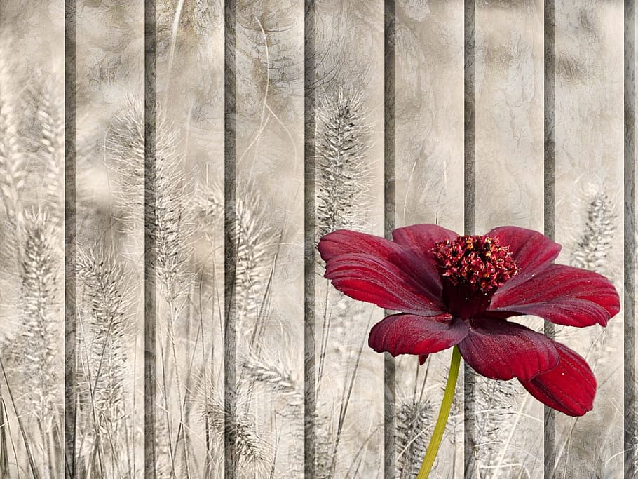 rot, Zinniablume, Nahansicht, Fotografie, Stillleben, Textur, Hintergrund, Muster, Blume, Schokoladenblume, Kosmos atrosanguineus, Gräser, Grußkarte, blühende Pflanze, Pflanze, Frische, Zerbrechlichkeit, Verletzlichkeit, Schönheit in der Natur, Blütenblatt, Wachstum, Natur, Blütenkopf, keine Leute, Holz - Material, Wandbau - Funktion, Blütenstand, Tag, draußen, kastanienbraun, 1080P