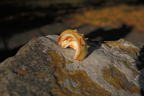 ærme, skal, kastanje, stikkende, grøn, sten-, efterår, buckeye, Castanea, aesculus hippocastanum, skinnende, almindelig rosskastanie, fælles rosskastanie, hvid rosskastanie, Aesculus, et dyr, ingen mennesker, dyre temaer, dyr i naturen, tæt på, dyreliv, natur, dyr, solid, rock-objekt, klippe, fokus på forgrunden, dag, selektiv fokusering, jord, mad, udendørs, træ, træ - materiale, tekstureret, 5K, CC0, offentligt domæne, royaltyfrie