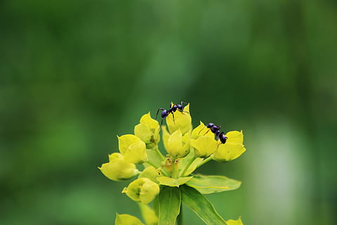 formigues en flor, poc profund, foto del focus, dos, formigues, flor, insecte, error, brot, florir, invertebrat, planta amb flors, temes d'animals, fauna animal, animals a la natura, animal, fragilitat, vulnerabilitat, bellesa a la natura, planta, un animal, pètal, cap de flor, frescor, groc, primer pla, creixement, dia, cap gent, polinització, a l'aire lliure, ala dels animals, 5K, CC0, domini públic, lliure de regalies