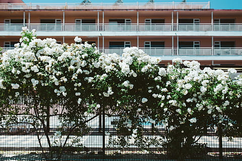 roses of bulgaria, Roses, Bulgaria, flowers, rose, flora, floral, building Exterior, built Structure, architecture, architecture And Buildings, tree, outdoors, no People, urban Scene, window, winter, plant, flowering plant, flower, growth, building, beauty in nature, day, freshness, nature, fragility, white color, vulnerability, low angle view, 5K