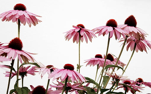розовый, Макросъемка цветковых растений, Coneflowers, крупный план, фотография, цветок, цветение, стебель, завод, сад, фон, обои на стену, Нидерланды, Голландия, лес, природа, цветущее растение, розовый цвет, красота в природе, свежесть, лепесток, хрупкость, головка цветка, уязвимость, соцветие, рост, нет людей, пурпурный, пыльца, на открытом воздухе, фуксин, эхинацеи, 5K, CC0, общественное достояние, роялти бесплатно