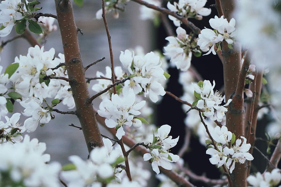 blanc, flors, marró, arbre, flors blanques, cirerer, flor, branca, flor blanca, naturalesa, primavera, verd, arbre de flor de cirerer, flor de cirerer, eco, orgànic, jardineria orgànica, anna walton, planta, planta amb flors, fragilitat, frescor, bellesa a la natura, vulnerabilitat, Color blanc, creixement, dia, primer pla, centrar-se en primer pla, cap gent, a l'aire lliure, pètal, pol·len, cap de flor, 4K