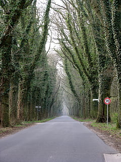 Waldweg, Straße, Weg, Bäume, Blatt Dach, Tunnel, Landschaft, Atmosphäre, Baum, Zeichen, Pflanze, Transport, Richtung, der Weg nach vorn, Kommunikation, Wachstum, Straßenschild, Natur, abnehmende Perspektive, keine Leute, Tag, leere Straße, Symbol, Fluchtpunkt, Wald, Schönheit in der Natur, Geschwindigkeitsbegrenzung Zeichen, draußen, Beratung, von Bäumen gesäumt, 2K, CC0, gemeinfrei, lizenzfrei