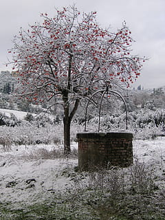 la neve, albero, inverno, freddo, Pozzo, pianta, bellezza nella natura, natura, crescita, fiore, temperatura fredda, pianta fiorita, primavera, freschezza, fiorire, fragilità, giorno, nessuno, cielo, all'aperto, ramo, fiore di ciliegio, ciliegio, 2K, CC0, dominio pubblico, privo di copyright