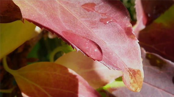 makro, blad, dugg, miste, natur, detalj, duggfall, morgen, vår, rosa farge, skjørhet, nærbilde, ingen folk, anlegg, skjønnhet i naturen, plante del, blomst, vekst, blomstrende plante, sårbarhet, friskhet, petal, dag, inflorescence, blomsterhodet, fokusere på forgrunnen, utendørs, endring, 1080P, CC0, offentlig domene, opphavsrett gratis