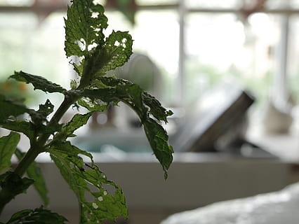 plantă, mentă, fereastră, parte a plantelor, să se concentreze asupra primelor elemente, frunze, creştere, Culoarea verde, natură, zi, nici o persoana, a închide, frumusețe în natură, copac, în aer liber, selectiv, ramură, liniște, plante stem, lemn - material, 4K, CC0, domeniu public, fără drepturi de autor