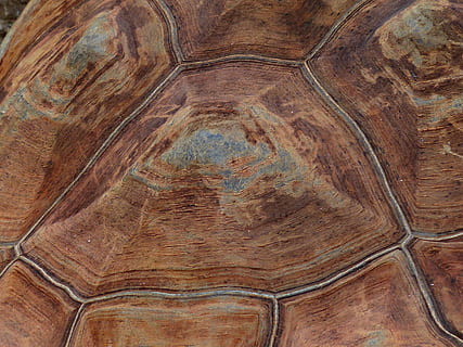 Turtle, Panzer, Armor, Tortoise Shell, pattern, giant tortoise, galápagos giant tortoise, geochelone nigra, geochelone, tortoise, testudinidae, grain, animal, reptile, reptilia, animal wildlife, nature, ancient, close-up, full frame, natural pattern, brown, backgrounds, day, no people, textured, outdoors, beauty in nature, wood - material, tree, 4K, CC0, public domain, royalty free