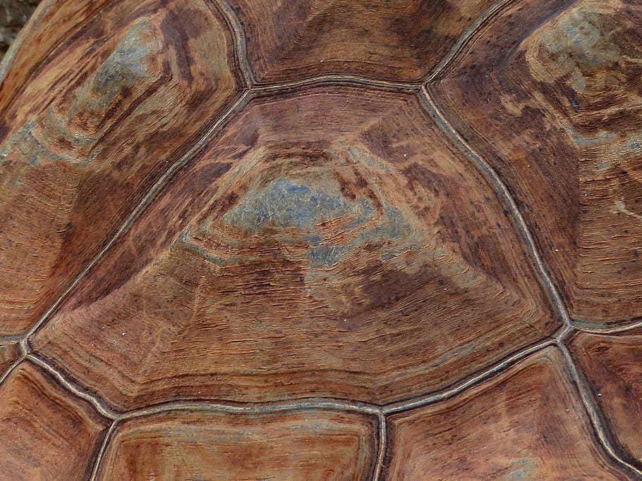 tortuga, panzer, armadura, closca de tortuga, patró, tortuga gegant, tortuga geganta galápagos, geochelone nigra, geocelona, testudinidae, gra, animal, rèptil, reptilia, fauna animal, naturalesa, antic, primer pla, marc complet, patró natural, marró, fons, dia, cap gent, textura, a l'aire lliure, bellesa a la natura, material de fusta, arbre, 4K