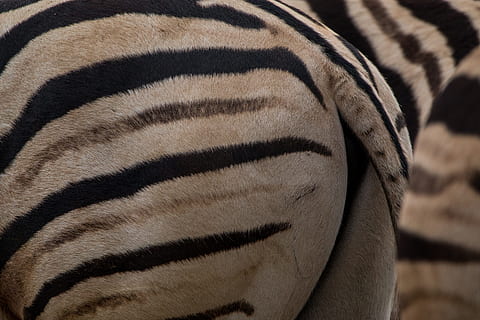 zebra, kýta, vzor, zavřít, Černý a bílý, pruhovaný, srst, zebra pruhy, perissodactyla, detail, nikdo, Zvířecí kůže, zvířat, zvíře, jednoho zvířete, savec, zvířata ve volné přírodě, část těla zvířete, obratlovců, safari, domácí zvířata, býložravý, ocas, celý rám, pozadí, zoo, zvířecí hlavy, 5K, CC0, veřejná doména, bez autorských práv