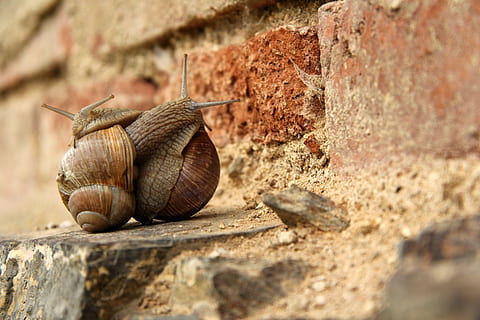 cuc, cargols, cargol, maridatge, animal, fauna animal, mol·lusc, temes d'animals, invertebrat, gasteròpode, primer pla, un animal, cap gent, shell, dia, sòlid, animals a la natura, funció de construcció de parets, closca d’animals, naturalesa, arquitectura, enfocament selectiu, paret, a l'aire lliure, 5K, CC0, domini públic, lliure de regalies