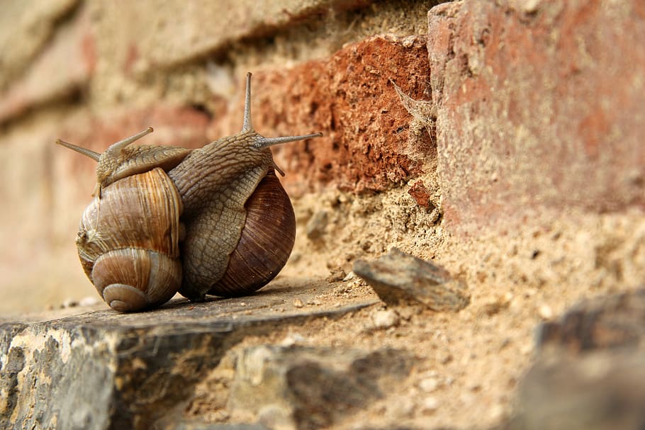 cuc, cargols, cargol, maridatge, animal, fauna animal, mol·lusc, temes d'animals, invertebrat, gasteròpode, primer pla, un animal, cap gent, shell, dia, sòlid, animals a la natura, funció de construcció de parets, closca d’animals, naturalesa, arquitectura, enfocament selectiu, paret, a l'aire lliure, 5K