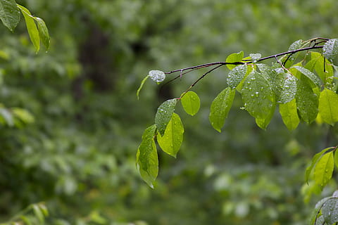 ark, grøn, Skov, natur, grønne blade, grønt blad, blade, plante, grøn baggrund, løv, blad, plante del, vækst, grøn farve, fokus på forgrunden, tæt på, skønhed i naturen, ingen mennesker, dag, frugt, friskhed, træ, udendørs, mad, våd, mad og drikke, afdeling, sund kost, regn, regnskov, 5K, CC0, offentligt domæne, royaltyfrie