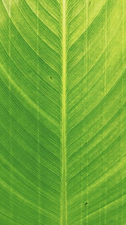 tancar, vista, verd, full de plàtan, full, part de la planta, color verd, marc complet, fons, fulla de palma, primer pla, patró natural, cap gent, planta, naturalesa, patró, vena de la fulla, bellesa a la natura, creixement, fulles, Palmera, textura, frescor, a l'aire lliure, lluminós, 2K, CC0, domini públic, lliure de regalies