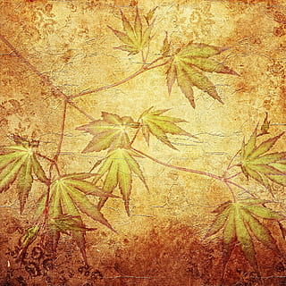 orange leaves, texture, background, pattern, maple, maple leaves, structure, background pattern, paper, wallpaper, decor, decorative, design, deco, ornament, grunge, decoration, leaves, green, brown, tender, filigree, composing, plant, leaf, plant part, growth, nature, no people, beauty in nature, autumn, tree, day, tranquility, green color, close-up, outdoors, change, branch, land, forest, auto post production filter, maple leaf, 1080P, CC0, public domain, royalty free