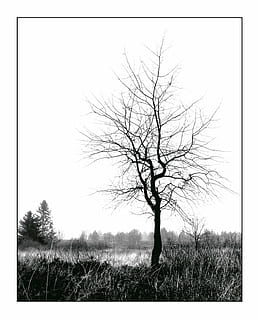 marchit, arbre, cos, foto de l'aigua, hivern, blanc, cel, individualment, naturalesa, natura morta, branca, paisatge, descans, solitari, l'estat d'ànim del temps, atmosfera, kahl, silueta, humor, amarrar, boira, trist, Bèlgica, venn, estrany, horripilant, temps, humit, arbusts, herba, planta, prat, estètic, branques, arbre nu, tranquil·litat, terra, camp, medi ambient, escena tranquil·la, bellesa a la natura, filtre de producció automàtica, cel clar, escenics - natura, cap gent, escena no urbana, dia, solitud, a l'aire lliure, aïllat, 2K, CC0, domini públic, lliure de regalies