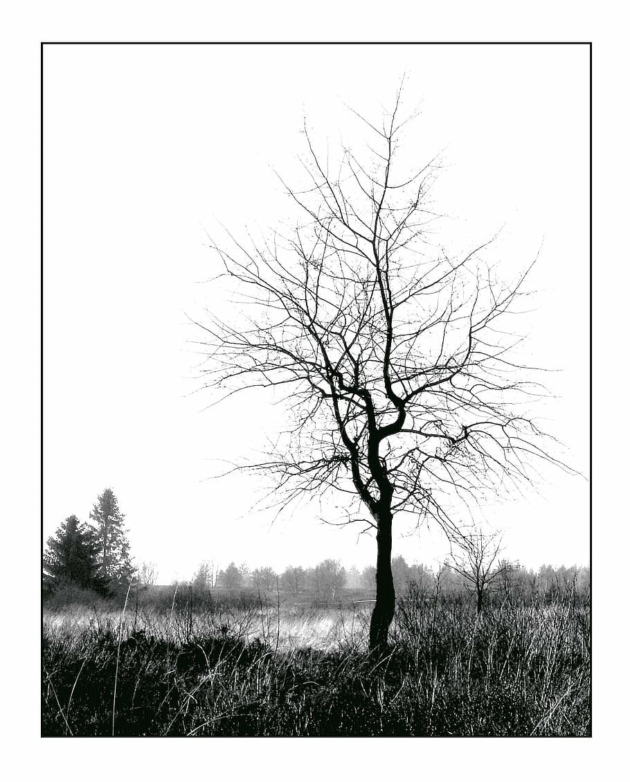 marchit, arbre, cos, foto de l'aigua, hivern, blanc, cel, individualment, naturalesa, natura morta, branca, paisatge, descans, solitari, l'estat d'ànim del temps, atmosfera, kahl, silueta, humor, amarrar, boira, trist, Bèlgica, venn, estrany, horripilant, temps, humit, arbusts, herba, planta, prat, estètic, branques, arbre nu, tranquil·litat, terra, camp, medi ambient, escena tranquil·la, bellesa a la natura, filtre de producció automàtica, cel clar, escenics - natura, cap gent, escena no urbana, dia, solitud, a l'aire lliure, aïllat, 2K