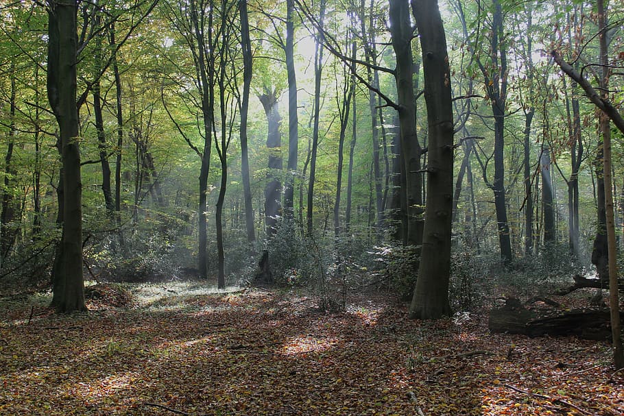 bosc durant el dia, Alemanya, bosc, arbres, boscos, raigs, crepuscular, fenomen, naturalesa, fora, país, camp, estiu, primavera, arbre, terra, planta, tranquil·litat, bellesa a la natura, tronc de l'arbre, tronc, creixement, escena tranquil·la, cap gent, escena no urbana, escenics - natura, dia, idíl·lic, paisatge, a l'aire lliure, medi ambient, streaming, ruta, 5K