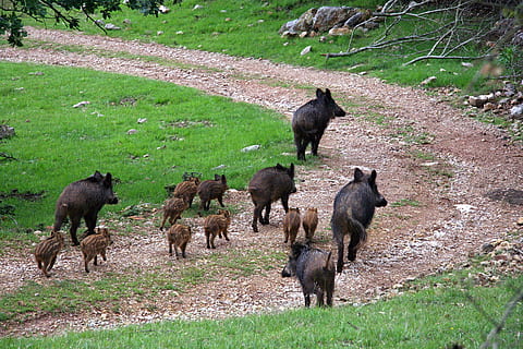 jabalíes, campo, lechones, temas de animales, grupo de animales, animal, mamífero, fauna animal, animal joven, animales en la naturaleza, hierba, nadie, naturaleza, vertebrado, día, al aire libre, planta, familia de animales, tierra, animales domesticos, destinos de viaje, para caminar, herbívoro, formación, 2K, CC0, dominio público, libre de derechos