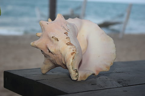 Muschelschale, Strand, Muschel, Nahansicht, keine Leute, Fokus auf den Vordergrund, Tierischen Schädel, Stillleben, Knochen, Tierkörperteil, Tag, Tier, Natur, Holz - Material, Tierskelett, Tierknochen, drinnen, einzelnes Objekt, Meer, Tabelle, Land, Tierzähne, 5K, CC0, gemeinfrei, lizenzfrei