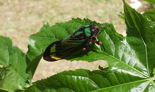 insecte, cigala, naturalesa, full, verd, escarabat, animal, vida salvatge, invertebrat, temes d'animals, fauna animal, part de la planta, animals a la natura, un animal, color verd, primer pla, planta, centrar-se en primer pla, dia, cap gent, creixement, ala dels animals, bellesa a la natura, a l'aire lliure, 2K, CC0, domini públic, lliure de regalies