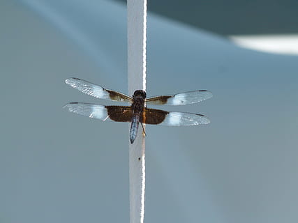 insecte, libèl·lula, bug de l'aigua, error, naturalesa, ala, senyoreta, invertebrat, ala dels animals, animals a la natura, temes d'animals, animal, fauna animal, dia, un animal, primer pla, cap gent, a l'aire lliure, volant, cel, centrar-se en primer pla, Color blanc, moviment, part del cos dels animals, 4K, CC0, domini públic, lliure de regalies