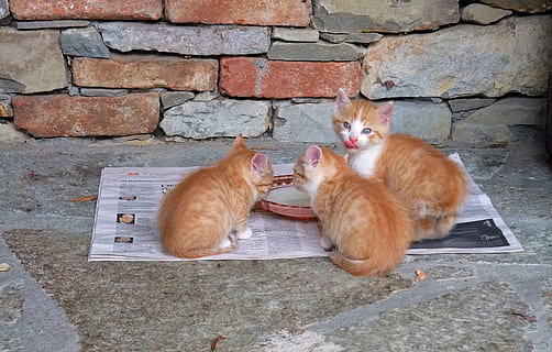 tre, orange, tabby, katte, avis, kat, killing, foder, nuttet, lækker, tunge, charmerende, kattens øjne, indenlandske kat, adidas, striber, pattedyr, dyre temaer, dyr, hvirveldyr, feline, indenlandske, husdyr, kæledyr, gruppe af dyr, to dyr, væg, ingefær kat, ingen mennesker, murbygningsfunktion, lempelse, dag, Brun, mursten, 2K, CC0, offentligt domæne, royaltyfrie