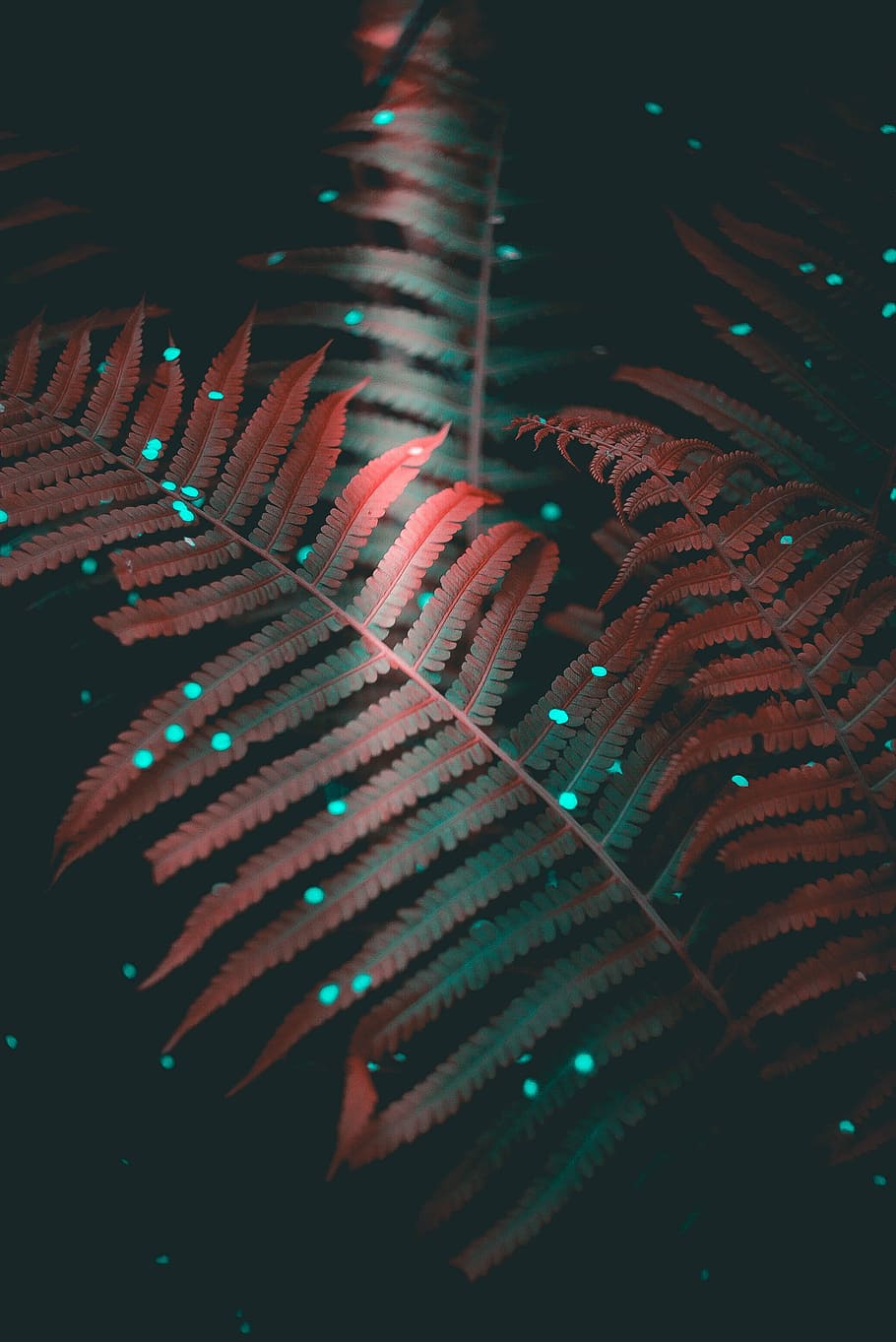 închide, fotografie, verde, feriga de plante, roșu, LED, ușoară, planta roz fern, ferigă, frunze, lumina soarelui, confeti, luciu, întuneric, umbră, a închide, textură, în interior, nici o persoana, selectiv, fundaluri, model, arta culturii și divertismentului, tehnologie, cadru complet, text, muzică, Culoarea verde, vedere în unghi mare, comunicare, iluminat, echipament, noapte, stil retro, Echipament electric, 2K