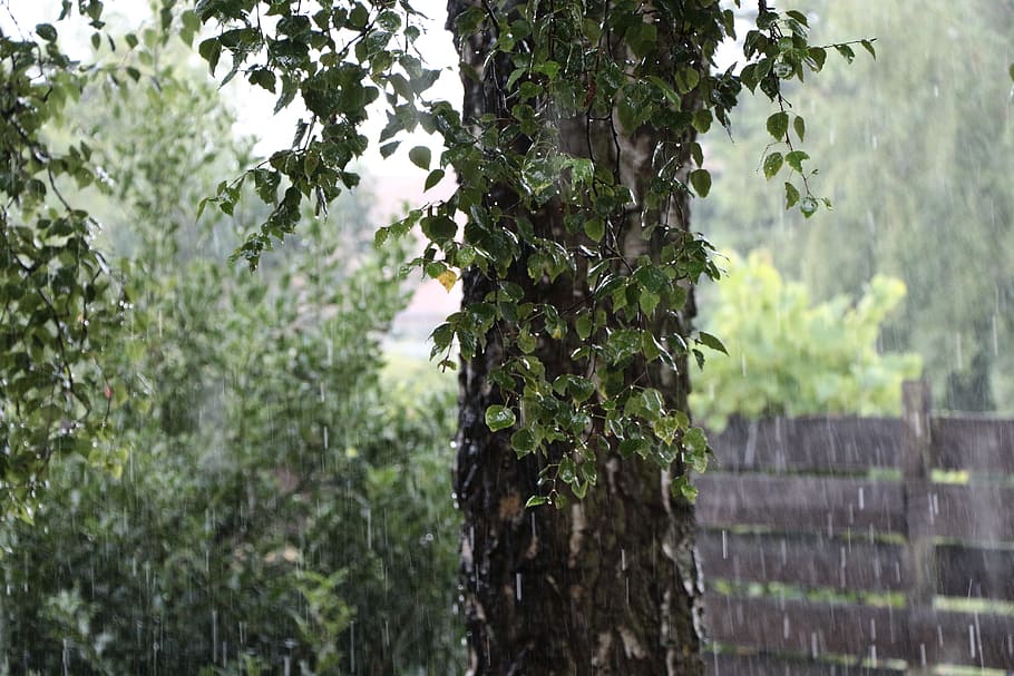 regn, birk, træ, natur, regndråbe, dryppe, våd, stamme, log, blade, birkstamme, grøn, vand, bark, plante, vækst, bagagerum, træstamme, fokus på forgrunden, grøn farve, ingen mennesker, dag, skønhed i naturen, ro, udendørs, blad, jord, plante del, tæt på, træ - materiale, vedbend, scenics - natur, lichen, 5K