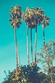 cinc, palmeres de color verd i marró, foto, arbres de coco, coco, fulles verdes, arbres, palmell, arbre, naturalesa, cel, blau, a l'aire lliure, paisatge, cap gent, Palmera, escenics, planta, vista d’angle baix, branca, creixement, cel clar, tronc, dia, tronc de l'arbre, bellesa a la natura, tranquil·litat, alta - alta, llum solar, terra, escenics - natura, color turquesa, palmera de coco, 4K, CC0, domini públic, lliure de regalies