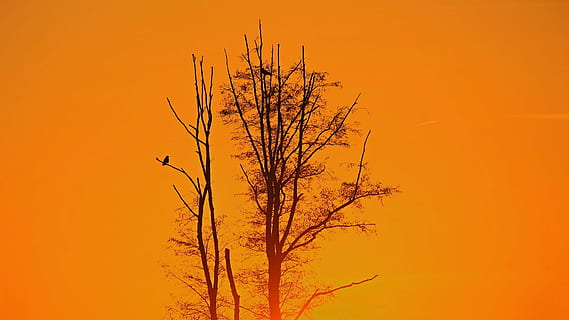 solnedgang, himmel, tre, poppel, Abendstimmung, kveldshimmel, etterglød, anlegg, natur, skjønnhet i naturen, oransje farge, ingen folk, naturskjønnhet - natur, landskap, gul, gren, levende farge, utendørs, høst, ro, land, miljø, sol, ikke-urbane scene, halvtørre, 4K, CC0, offentlig domene, opphavsrett gratis