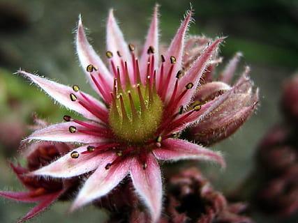 flower, macro, the sapling, pink, rockery, the sapling macro, green plant, beauty, nature, plant, closeup, plant close up, detail of, flowering plant, close-up, freshness, fragility, beauty in nature, growth, vulnerability, flower head, inflorescence, no people, selective focus, botany, focus on foreground, petal, day, pollen, springtime, outdoors, purple, sepal, 1080P, CC0, public domain, royalty free