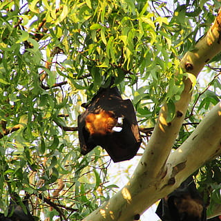 træ, Dharwad, flagermus, indien, bat-eared, mamma, flyve, vinger, dyreliv, vild, dom, udendørs, aviær, majestætisk, væsen, ødemark, natur, pattedyr, hvirveldyr, dyr, hængende, omvendt, mad og drikke, frugt, blad, mad, et dyr, dyre temaer, plante, afdeling, dyr i naturen, lav vinkel visning, plante del, vækst, ingen mennesker, grøn farve, dag, sollys, fugl, 2K, CC0, offentligt domæne, royaltyfrie