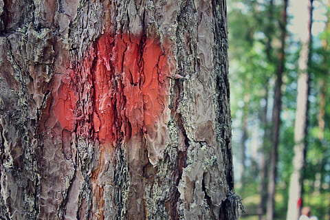árvore, vermelho, árvore marcada, natureza, fechar-se, verão, tronco, tronco de árvore, plantar, texturizado, rude, dia, ninguém, focar em primeiro plano, padronizar, crescimento, ao ar livre, casca de planta, intemperizado, Castanho, quadro completo, madeira - material, velho, latido, efeito texturizado, 5K, CC0, domínio público, royalty free