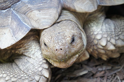 hoved, skildpadde, skal, dyr, krybdyr, dyreliv, natur, leder, øje, portræt, dyre temaer, et dyr, dyr i naturen, tæt på, hvirveldyr, dyr kropsdel, dyr hoved, ingen mennesker, skildpadde skal, kigger på kameraet, dyreskal, udendørs, dyre skala, dyr øje, 4K, CC0, offentligt domæne, royaltyfrie