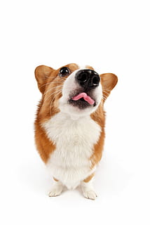 ภาพถ่ายระยะใกล้, กวางเพมโบรกเวลส์ Corgi, สัตว์เลี้ยง, หมา, เลี้ยงลูกด้วยนม, ในประเทศ, สัตว์หนึ่งตัว, ธีมสัตว์, สุนัข, สตูดิโอยิง, สัตว์, พื้นหลังสีขาว, มีกระดูกสันหลัง, ในบ้าน, ตัดออก, มองที่กล้อง, ภาพเหมือน, ไม่มีคน, เต็มความยาว, น่ารัก, จุดยืน, สุนัขสายพันธุ์แท้, เล็ก, แจ็ครัสเซลเทอร์เรีย, 5K, CC0, โดเมนสาธารณะ, ค่าลิขสิทธิ์ฟรี