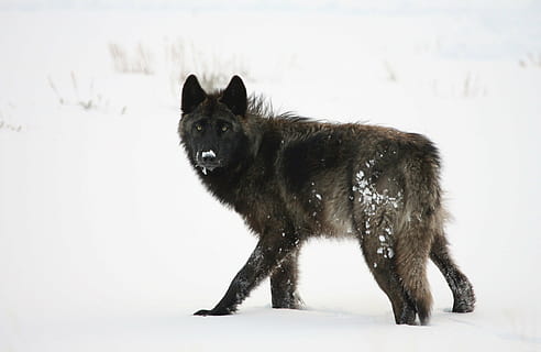 black, wolf, white, snowy, field, grey, winter, snow, pack, canine, predator, wildlife, nature, walking, cold, mammal, hunter, wild, fur, alone, lupus, yellowstone, national park, wyoming, usa, animal, dog, carnivore, one animal, animal themes, cold temperature, domestic, domestic animals, pets, vertebrate, full length, no people, animals in the wild, animal wildlife, german shepherd, outdoors, snowing, 1080P, CC0, public domain, royalty free