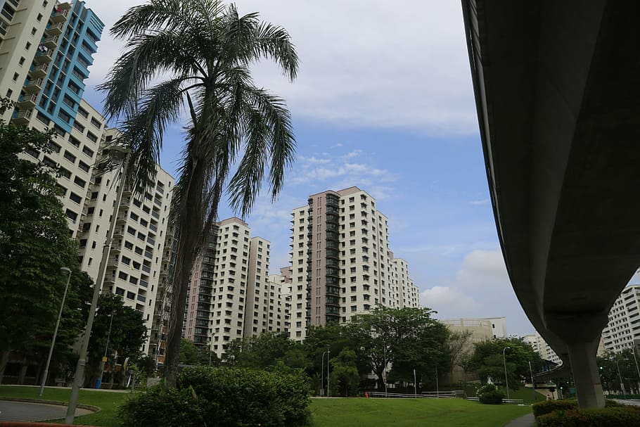 palmell, arbre, estiu, naturalesa, ciutat, carretera, edifici, magnífic, arquitectura, exterior de l'edifici, planta, estructura construïda, Palmera, cel, clima tropical, alta - alta, exterior d’edifici d’oficines, dia, vista d’angle baix, núvol - cel, gratacels, creixement, modern, barri residencial, cap gent, a l'aire lliure, palmera de coco, 5K