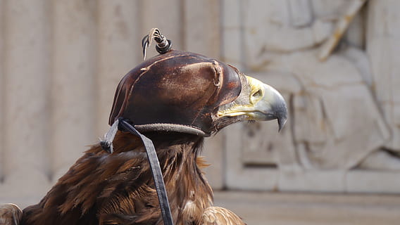 sas, pet, Boedapest, paard, dier, buitenshuis, dierenkop, dierlijke thema's, geen mensen, één dier, dag, huisdieren, detailopname, dierenleven, focus op de voorgrond, gewerveld, zoogdier, vee, huiselijk, vogel, dierlijke lichaamsdeel, dieren in het wild, plantenetend, 2K, CC0, publiek domein, royaltyvrij