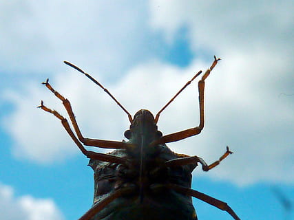 insekt, Phono, bugs, Mark, chinch bugs, felt bugs, aelia acuminata, stinke bugs, spitz ling, natur, dyr, makro, dyr antenne, tæt på, lemmer, et dyr, dyre temaer, himmel, dyreliv, sky - himmel, dag, ingen mennesker, dyr kropsdel, lav vinkel visning, dyr i naturen, hvirvelløse, udendørs, fokus på forgrunden, plante, Kvist, 1080P, CC0, offentligt domæne, royaltyfrie