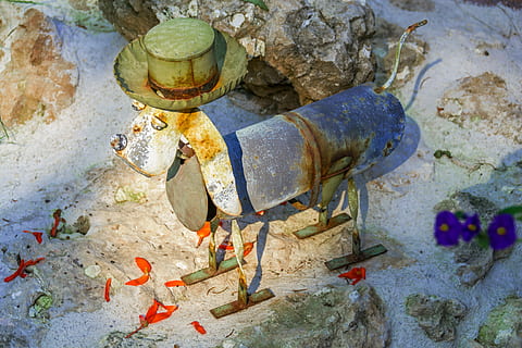 gos, full, pedra, barret, fons, inoxidable, colorit, temes d'animals, animal, aigua, cap gent, vertebrats, representació, dia, naturalesa, a l'aire lliure, mar, sòlid, vista d’angle alt, peix, art i artesania, escultura, funció de construcció de parets, un animal, platja, rock, marí, 4K, CC0, domini públic, lliure de regalies