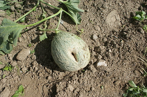 melon, owoc, sad owocowy, wylądować, roślina, Natura, wysoki kąt widzenia, dzień, żadnych ludzi, pole, na dworze, zielony kolor, światło słoneczne, wzrost, brud, liść, część rośliny, gniazdo zwierząt, jedzenie, drzewo, świeżość, orzech kokosowy, muszla, 4K, CC0, domena publiczna, darmowe zdjęcia