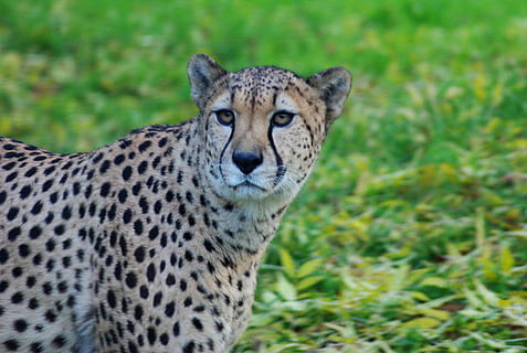 leopardo, gatto, animale, predatore, gattopardo, leopardo, gatto, vicino, Africa, occhi, mondo animale, selvaggio, cacciatore, ritratto animale, safari, carnivori, ritratto, natura, ghepardo, gatto non addomesticato, animali allo stato selvatico, animali safari, mammifero, felino, macchiato, carnivoro, area selvaggia, specie in pericolo, savana, ghepardo africano, grande gatto, Africa dell'est, caccia agli animali, un animale, temi animali, fauna selvatica, concentrarsi sulle conoscenze acquisite, guardando la fotocamera, vertebrato, terra, erba, campo, nessuno, giorno, carnivora, baffo, testa di animale, 2K, CC0, dominio pubblico, privo di copyright