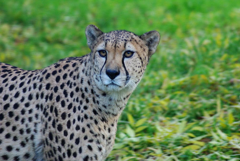 leopard, kočka, zvíře, dravec, divoká kočka, leopard, kočka, zavřít, Afrika, oči, živočišného světa, divoký, lovec, zvířecí portrét, safari, šelmy, portrét, Příroda, volně žijících živočichů, Gepard, undomesticated kočka, zvířata ve volné přírodě, safari zvířata, savec, Kočkovitý, puntíkovaný, masožravec, oblasti divočiny, ohrožené druhy, savany, africký gepard, velká kočka, východní Afrika, lov zvířat, jednoho zvířete, zvířat, zaměřit se na popředí, při pohledu na fotoaparát, obratlovců, přistát, tráva, pole, nikdo, den, masožravce, vous, zvířecí hlavy, 2K
