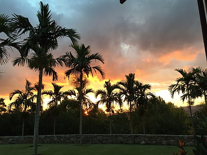 sunset, weekend, baro, tree, palm tree, sky, plant, tropical climate, beauty in nature, cloud - sky, scenics - nature, orange color, nature, silhouette, tranquility, tranquil scene, no people, growth, water, barrier, land, sun, outdoors, coconut palm tree, 1080P, CC0, public domain, royalty free