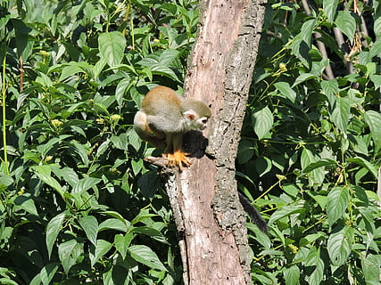 mico, arbre, petit, fauna animal, temes d'animals, animal, animals a la natura, planta, un animal, color verd, vertebrats, part de la planta, full, mamífer, naturalesa, creixement, cap gent, rosegador, dia, a l'aire lliure, branca, esquirol, bigotis, 4K, CC0, domini públic, lliure de regalies