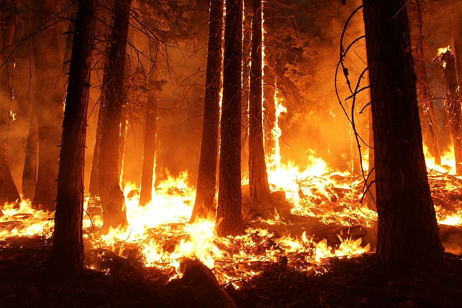 fons de pantalla de foc forestal, incendis forestals, bosc, foc, flama, fum, arbres, calor, cremant, calenta, perill, fusta, taronja, nit, foc - fenomen natural, naturalesa, calor - temperatura, arbre, a l'aire lliure, color taronja, vermell, groc, terra, tronc, tronc de l'arbre, incendi forestal, planta, medi ambient, cap gent, bellesa a la natura, qüestions ambientals, escenics - natura, foguera, 1080P