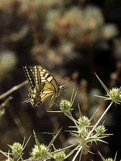 borboleta, Primavera, flor, inseto, invertebrado, plantar, temas animais, animais em estado selvagem, animal, um animal, animais selvagens, beleza na natureza, asa animal, planta com flores, focar em primeiro plano, crescimento, fragilidade, natureza, borboleta - inseto, vulnerabilidade, fechar-se, frescura, ninguém, cabeça de flor, polinização, ao ar livre, 4K, CC0, domínio público, royalty free