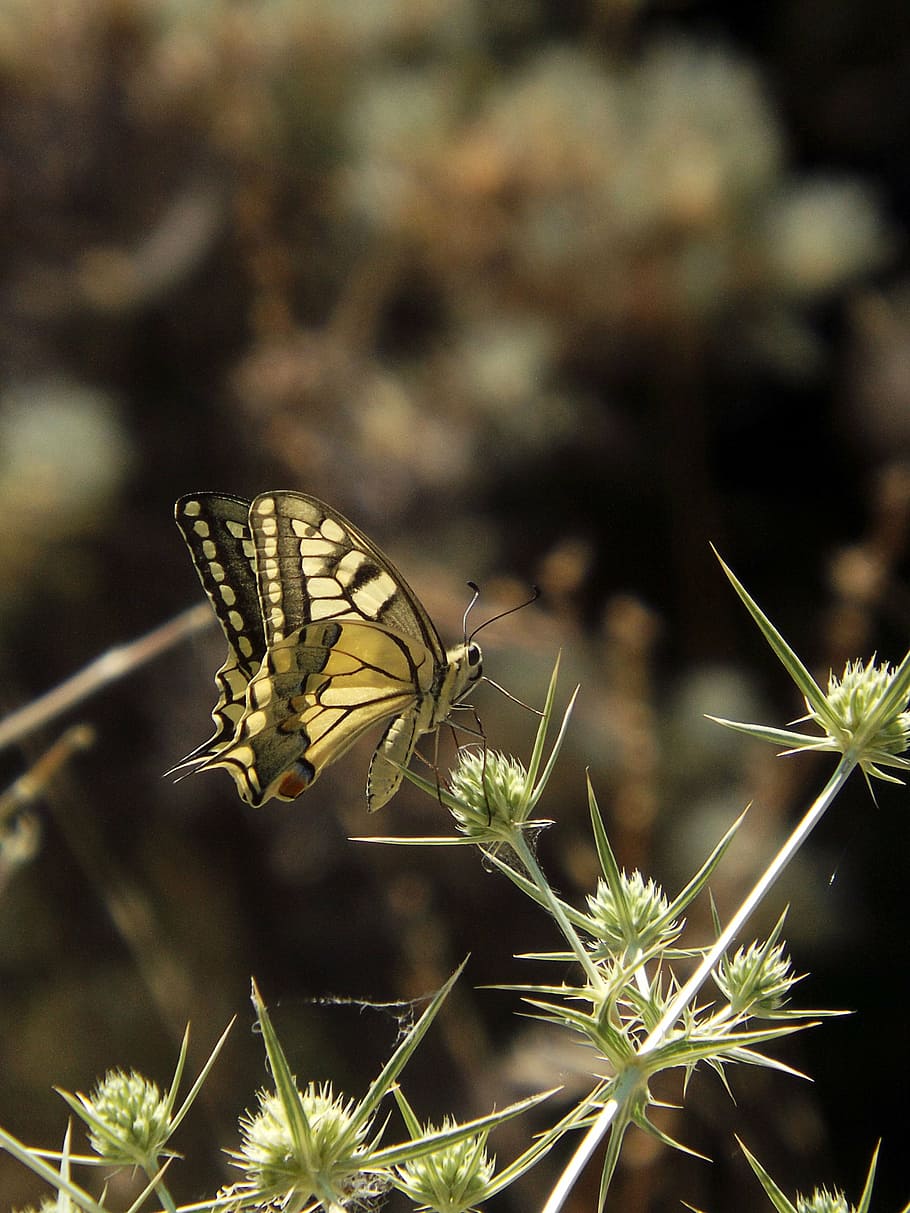 borboleta, Primavera, flor, inseto, invertebrado, plantar, temas animais, animais em estado selvagem, animal, um animal, animais selvagens, beleza na natureza, asa animal, planta com flores, focar em primeiro plano, crescimento, fragilidade, natureza, borboleta - inseto, vulnerabilidade, fechar-se, frescura, ninguém, cabeça de flor, polinização, ao ar livre, 4K