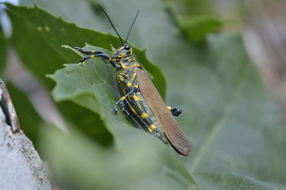 naturalesa, cricket, insecte, anim, animal, temes d'animals, fauna animal, animals a la natura, un animal, invertebrat, enfocament selectiu, part de la planta, primer pla, color verd, full, dia, planta, cap gent, a l'aire lliure, Llagosta, zoologia, part del cos dels animals, 1080P